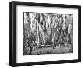 Groves of Oak and Cypress-null-Framed Photographic Print