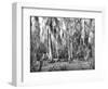 Groves of Oak and Cypress-null-Framed Photographic Print