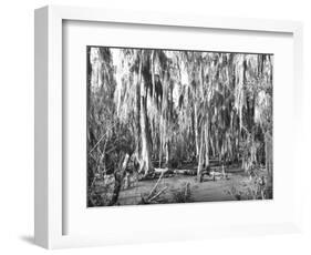 Groves of Oak and Cypress-null-Framed Photographic Print