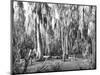 Groves of Oak and Cypress-null-Mounted Photographic Print