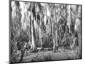 Groves of Oak and Cypress-null-Mounted Photographic Print