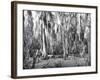 Groves of Oak and Cypress-null-Framed Photographic Print