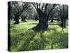 Groves of Olive Trees, Island of Naxos, Cyclades, Greece, Europe-David Beatty-Stretched Canvas