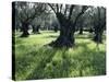 Groves of Olive Trees, Island of Naxos, Cyclades, Greece, Europe-David Beatty-Stretched Canvas