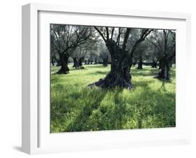 Groves of Olive Trees, Island of Naxos, Cyclades, Greece, Europe-David Beatty-Framed Photographic Print