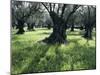 Groves of Olive Trees, Island of Naxos, Cyclades, Greece, Europe-David Beatty-Mounted Photographic Print