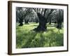 Groves of Olive Trees, Island of Naxos, Cyclades, Greece, Europe-David Beatty-Framed Photographic Print