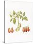 Growing Romas-Deborah Kopka-Stretched Canvas