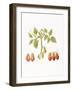 Growing Romas-Deborah Kopka-Framed Giclee Print