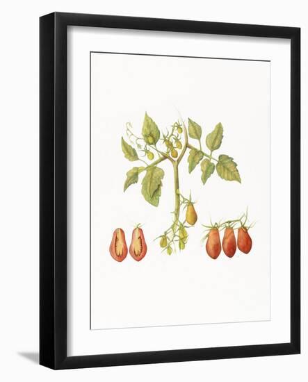 Growing Romas-Deborah Kopka-Framed Giclee Print