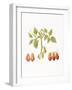 Growing Romas-Deborah Kopka-Framed Giclee Print