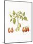 Growing Romas-Deborah Kopka-Mounted Giclee Print