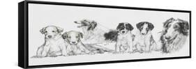 Growing Up Borzoi-Barbara Keith-Framed Stretched Canvas