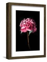 Growing up-Philippe Sainte-Laudy-Framed Photographic Print