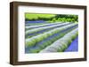 Growing White and Blue Lavender (Lavandula), Sequim, Olympic Peninsula-Richard Maschmeyer-Framed Photographic Print