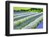 Growing White and Blue Lavender (Lavandula), Sequim, Olympic Peninsula-Richard Maschmeyer-Framed Photographic Print