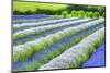 Growing White and Blue Lavender (Lavandula), Sequim, Olympic Peninsula-Richard Maschmeyer-Mounted Photographic Print