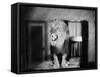 Growling Lion in a Living Room-null-Framed Stretched Canvas