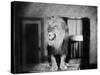 Growling Lion in a Living Room-null-Stretched Canvas