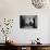 Growling Lion in a Living Room-null-Photo displayed on a wall