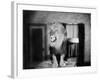 Growling Lion in a Living Room-null-Framed Photo