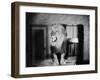 Growling Lion in a Living Room-null-Framed Photo