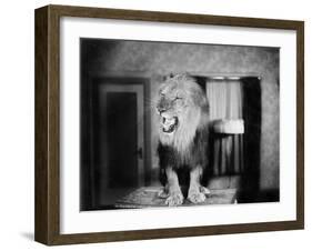 Growling Lion in a Living Room-null-Framed Photo