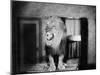 Growling Lion in a Living Room-null-Mounted Photo