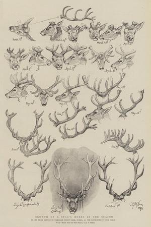 https://imgc.allpostersimages.com/img/posters/growth-of-a-stag-s-horns-in-one-season_u-L-Q1OCW5U0.jpg?artPerspective=n