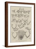 Growth of a Stag's Horns in One Season-John Everett Millais-Framed Giclee Print