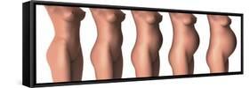 Growth of Female Midsection During Pregnancy Stages-Stocktrek Images-Framed Stretched Canvas