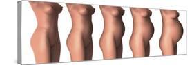 Growth of Female Midsection During Pregnancy Stages-Stocktrek Images-Stretched Canvas