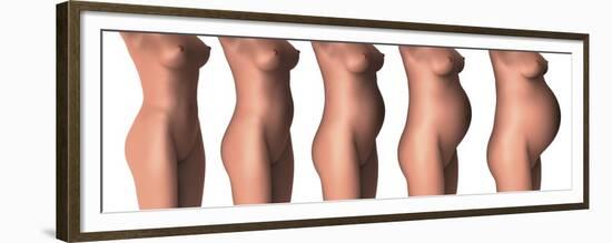 Growth of Female Midsection During Pregnancy Stages-Stocktrek Images-Framed Premium Giclee Print