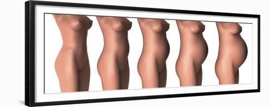 Growth of Female Midsection During Pregnancy Stages-Stocktrek Images-Framed Premium Giclee Print