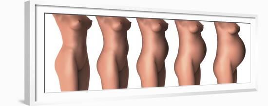 Growth of Female Midsection During Pregnancy Stages-Stocktrek Images-Framed Premium Giclee Print