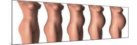 Growth of Female Midsection During Pregnancy Stages-Stocktrek Images-Mounted Premium Giclee Print