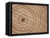 Growth Rings in Trunk of Spruce Tree, Norway-Pete Cairns-Framed Stretched Canvas