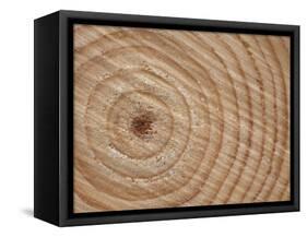 Growth Rings in Trunk of Spruce Tree, Norway-Pete Cairns-Framed Stretched Canvas