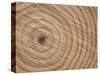 Growth Rings in Trunk of Spruce Tree, Norway-Pete Cairns-Stretched Canvas