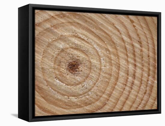 Growth Rings in Trunk of Spruce Tree, Norway-Pete Cairns-Framed Stretched Canvas