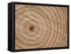 Growth Rings in Trunk of Spruce Tree, Norway-Pete Cairns-Framed Stretched Canvas