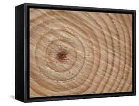 Growth Rings in Trunk of Spruce Tree, Norway-Pete Cairns-Framed Stretched Canvas