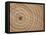 Growth Rings in Trunk of Spruce Tree, Norway-Pete Cairns-Framed Stretched Canvas