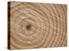 Growth Rings in Trunk of Spruce Tree, Norway-Pete Cairns-Stretched Canvas