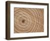 Growth Rings in Trunk of Spruce Tree, Norway-Pete Cairns-Framed Premium Photographic Print