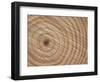 Growth Rings in Trunk of Spruce Tree, Norway-Pete Cairns-Framed Premium Photographic Print