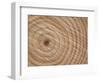Growth Rings in Trunk of Spruce Tree, Norway-Pete Cairns-Framed Premium Photographic Print