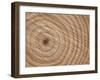 Growth Rings in Trunk of Spruce Tree, Norway-Pete Cairns-Framed Photographic Print