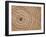 Growth Rings in Trunk of Spruce Tree, Norway-Pete Cairns-Framed Photographic Print