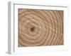 Growth Rings in Trunk of Spruce Tree, Norway-Pete Cairns-Framed Photographic Print